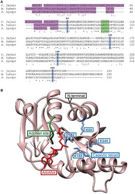 Biofilm Formation and Motility Are Promoted by Cj0588-Directed Methylation of rRNA in Campylobacter jejuni